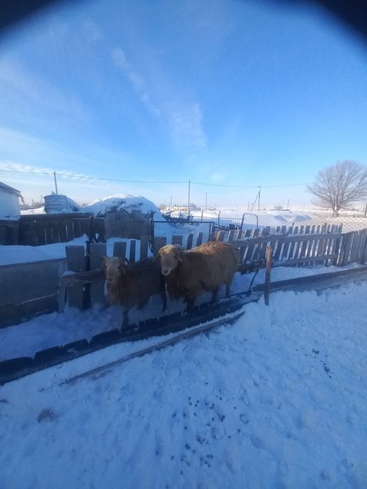 3 жасар семіз қошқар сатылады