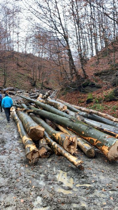 Lemn de foc - fag esența tare, taiate si crepate la cerere