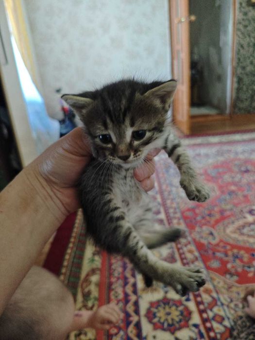 Котята в добрые руки