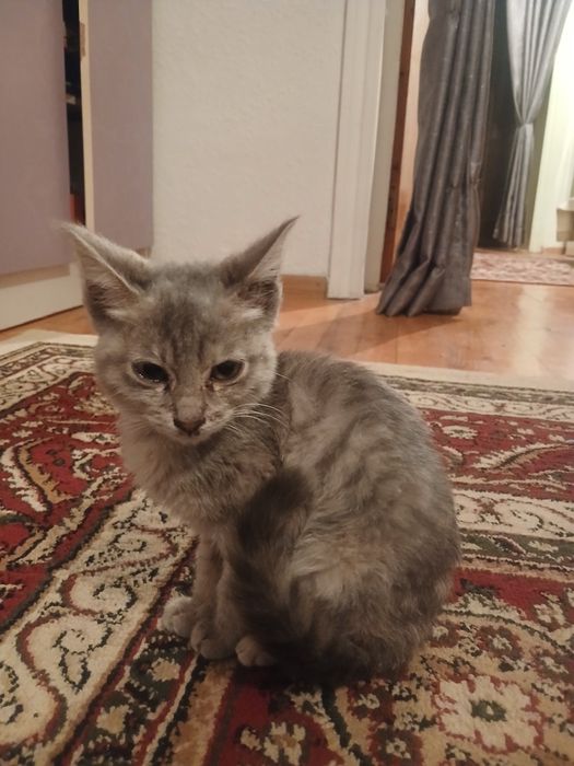 Кошка прадается!срочно