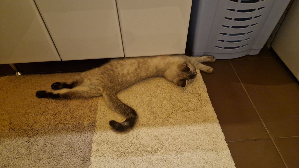 Отдам кошку добрые руки