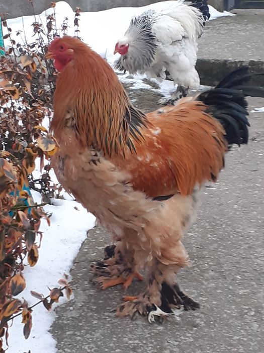 Vlnd cocosi brahma Columbia  și herminat deschis