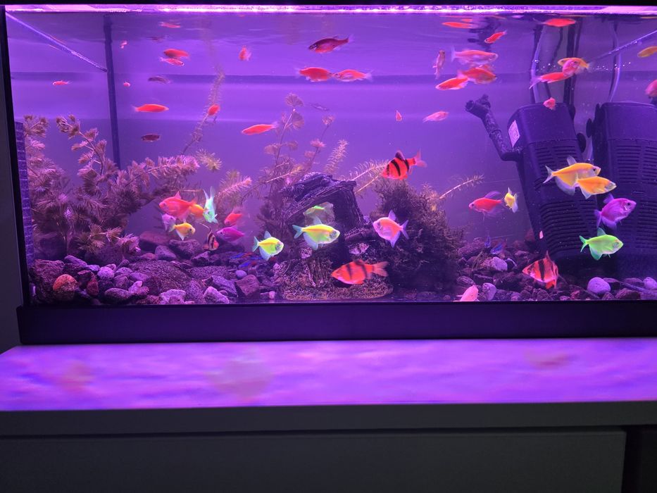 Acvariu 60L + accesorii+pesti