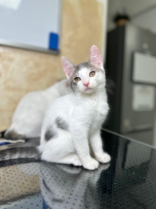 2 pisicuțe pentru adopție
