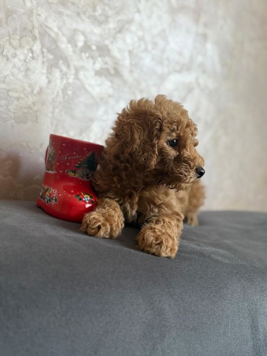 Щенки Той пудель