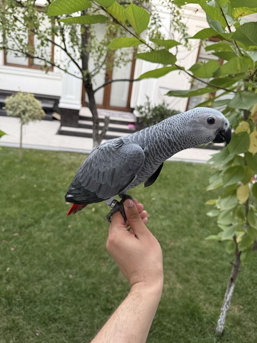 Продаю Jako Жако