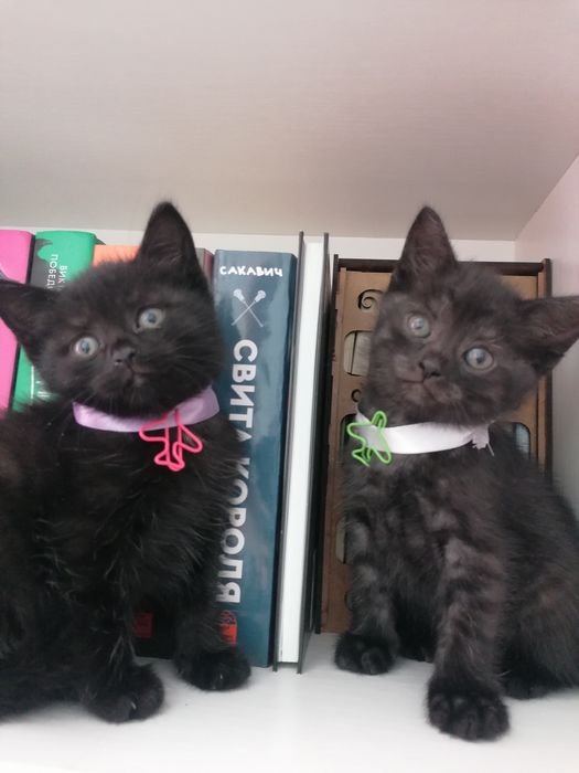 Британские котята в добрые руки.