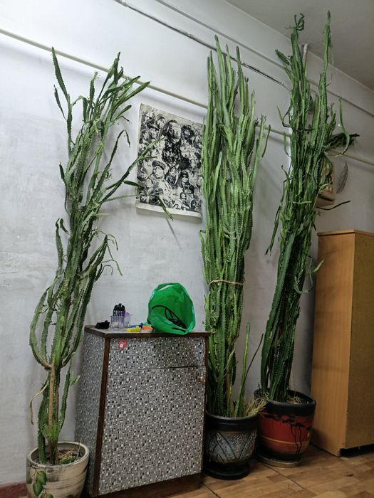 Кактусы большие продам