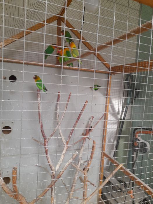 Продаётся попугай