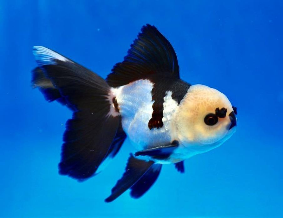 Aranda 3 kolor panda xet red kotta razmerda kopatishga tayyor