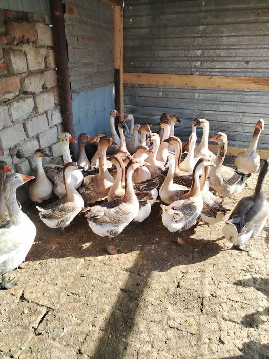 Vând gâște americane