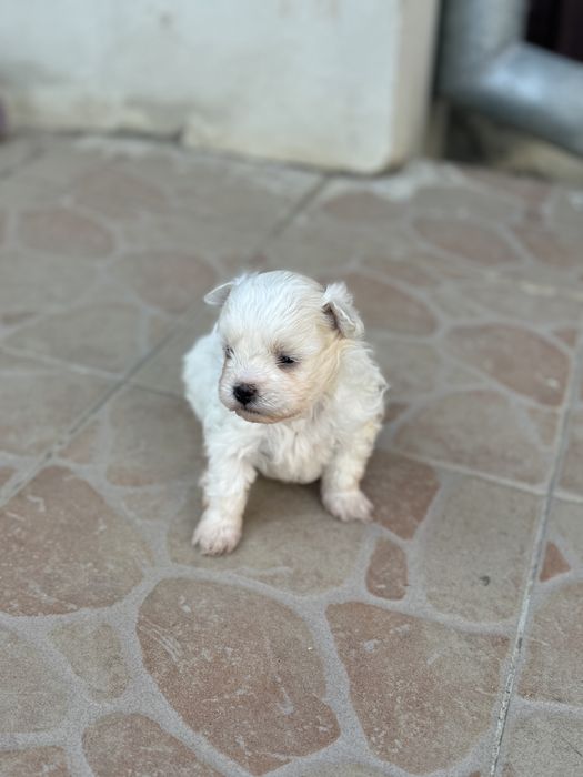 Bichon maltez talie foarte mica