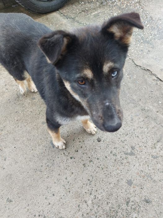 Adoptie caine talie medie