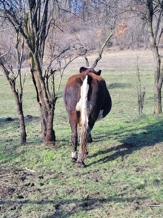 Vând vacă de carne