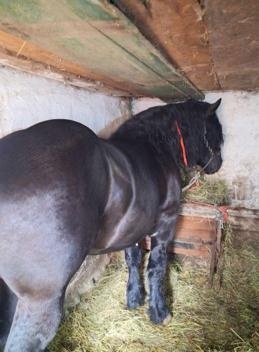 Vănd un armasar. Fitero