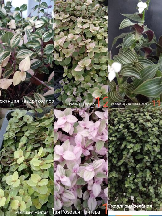 Традисканции и коллизии