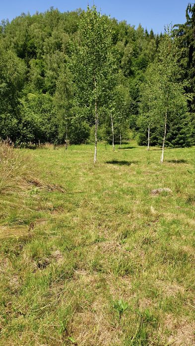 Persoana fizica vand teren intravilan in Rasca, locatie superba