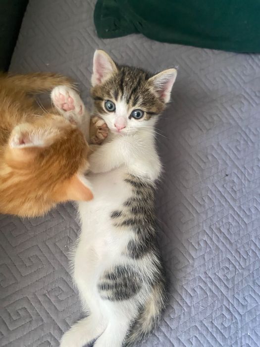 Отдам котика в добрые руки