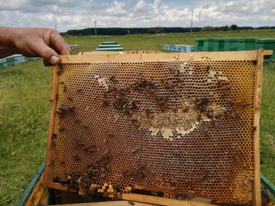Miere de albine poliflora