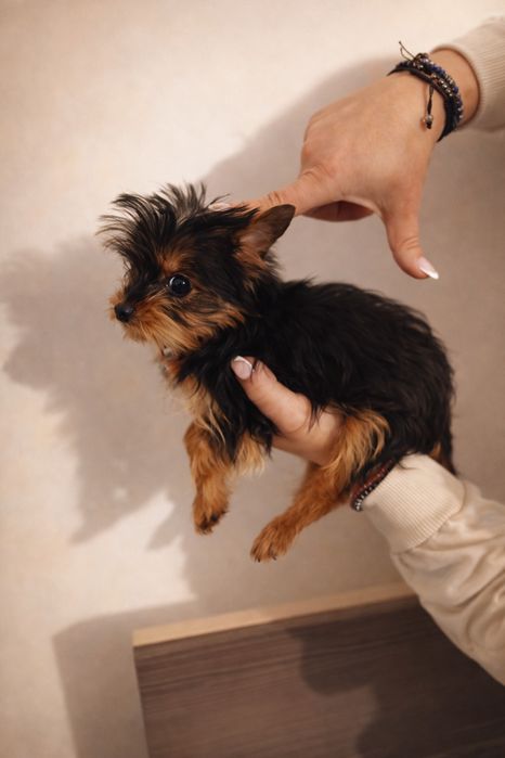 Yorkshire terrier mini toy Tea cup