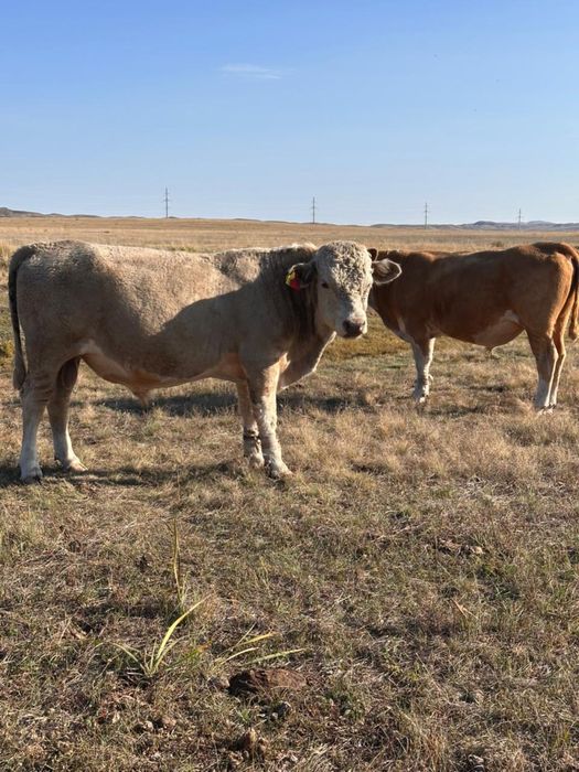 Продается бычкииии