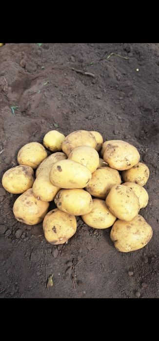 Продам кортофель