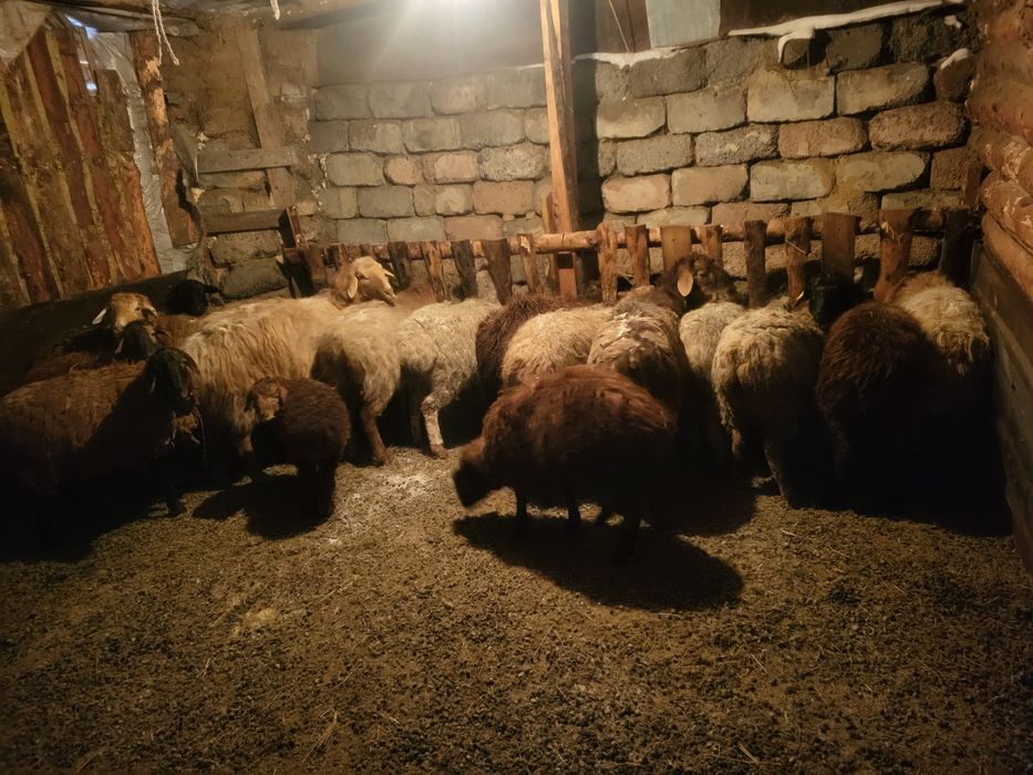 Продам овец оптом курдючные.