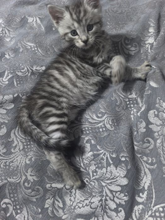 Отдам котят  в добрые руки