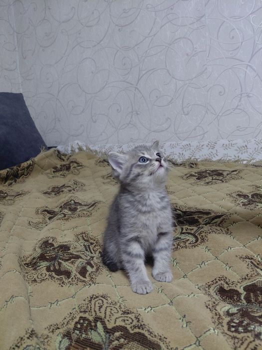 Отдам в добрые руки