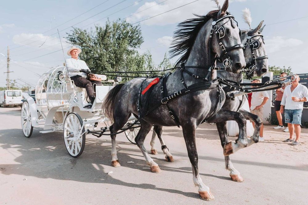 Trasura Nunta Mireasa Cai Foto Video
