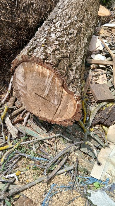 De vanzare trunchi de nuc