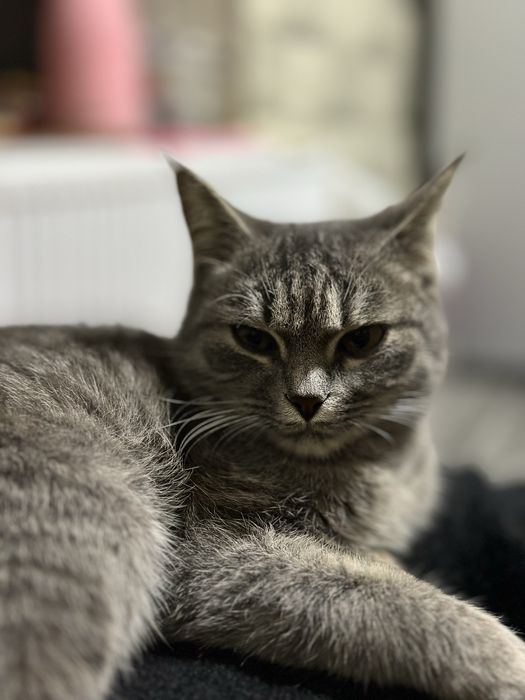 skotish fold sotiladi kelishamiz arzon qilib beriladi