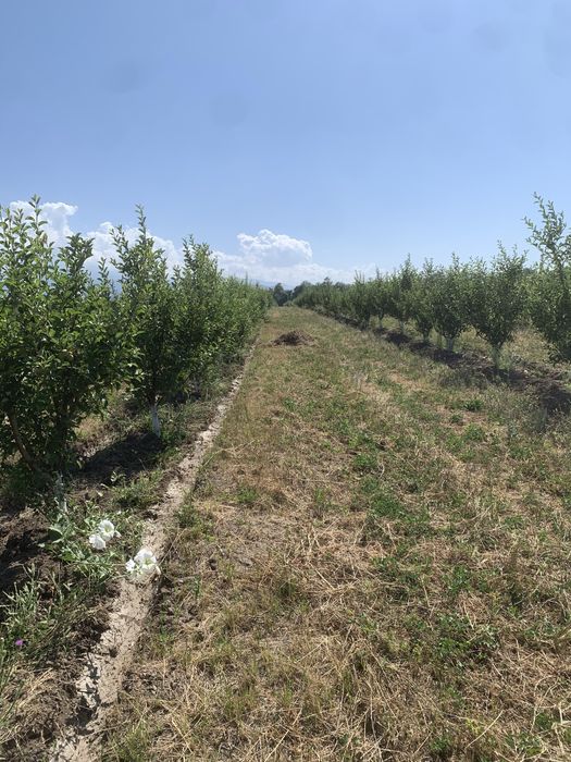 Сад яблоки  1.5Га