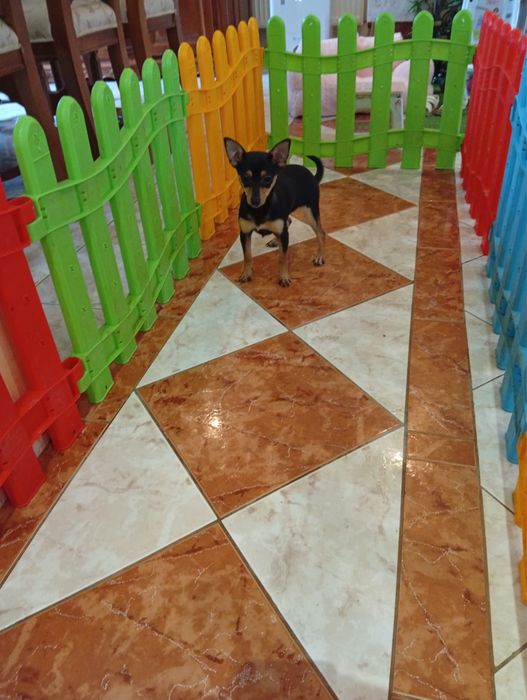 Pinscher varsta 2 luni