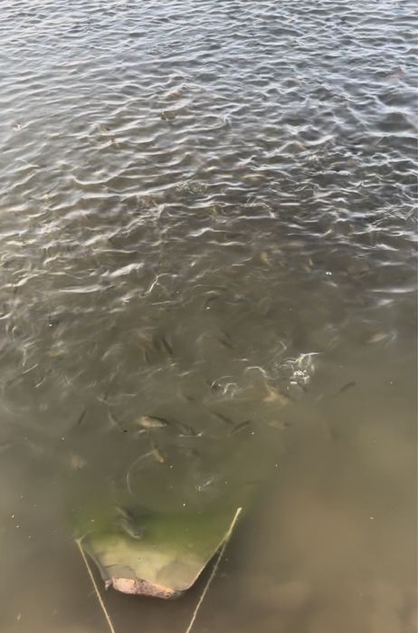 Малки карпа средни вес 100гр