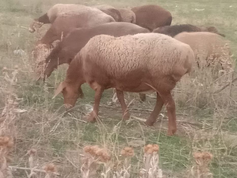 Семиз Кой сатылады продаётся отборные  бараны