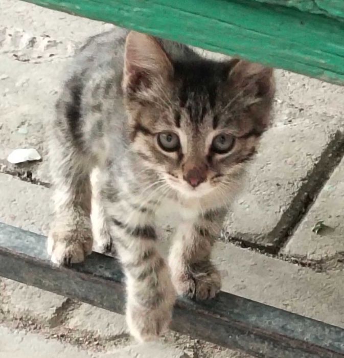 Котенок в добрые руки