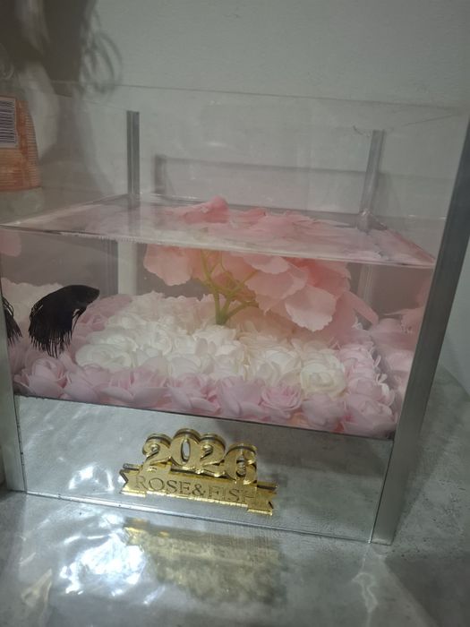 Аквариум балығы петушок (Betta) аквариумымен сатылад