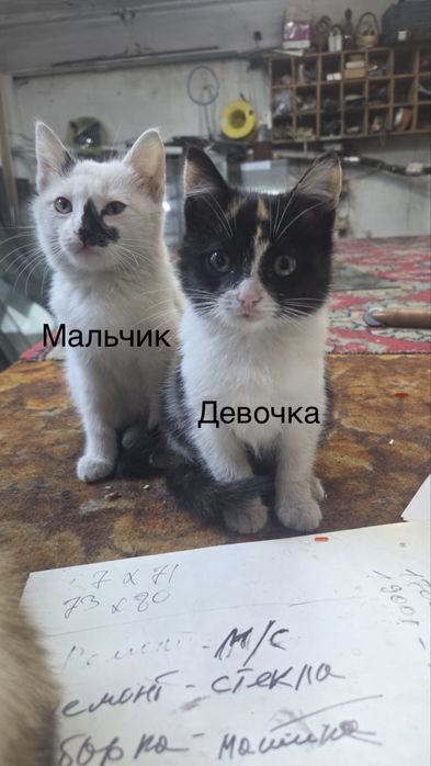 Котята в хорошие руки