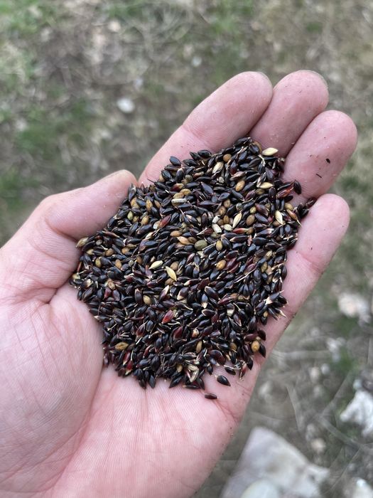 Суданка оптом и в розницу