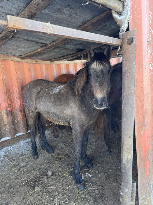 Продается тай, кунан