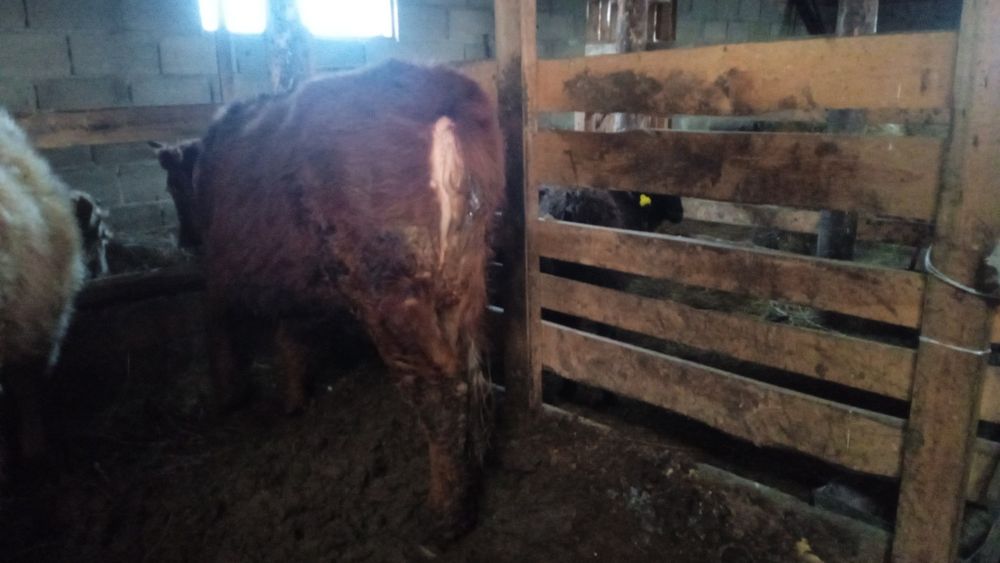 Продам 2 телок годовалых