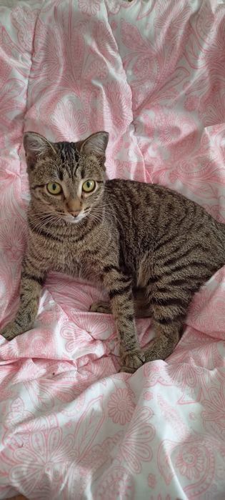 Китти ваш пушистый друг