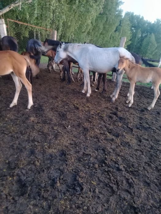Продам кобылу с жеребёнком 4 летка