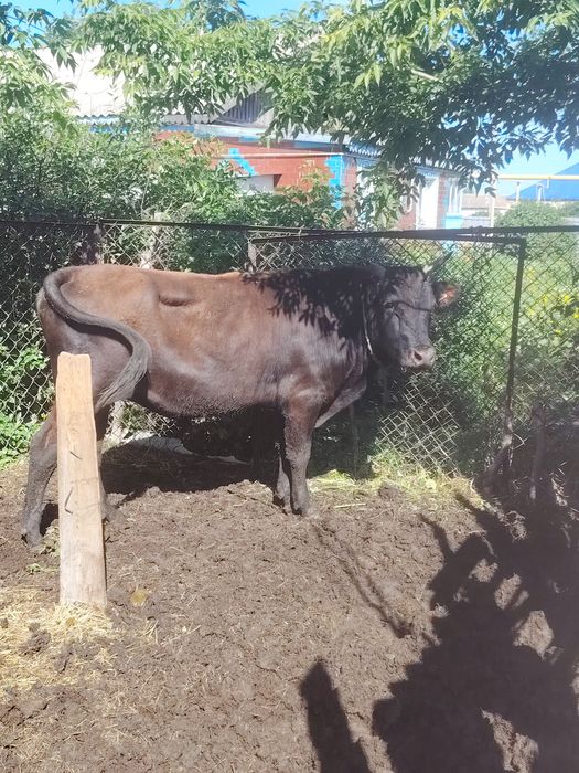 Продам быка 3г п. Силантьевка