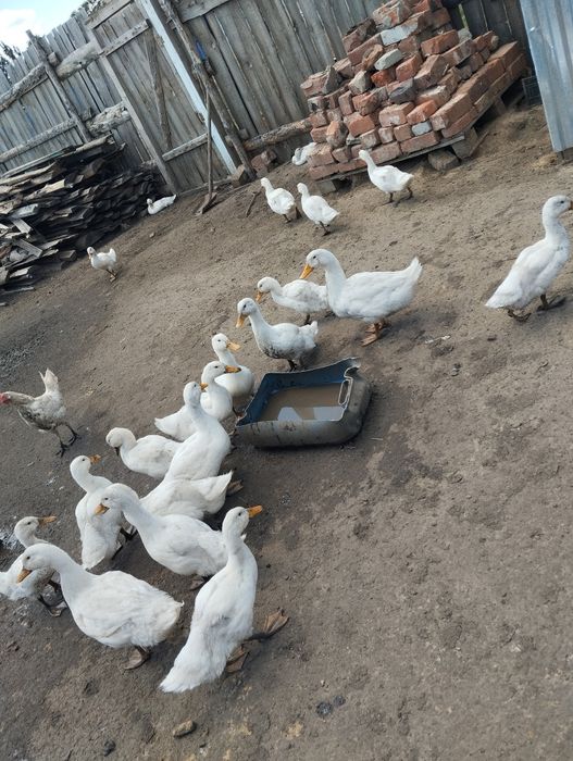 Утки.Продажа уток живьём