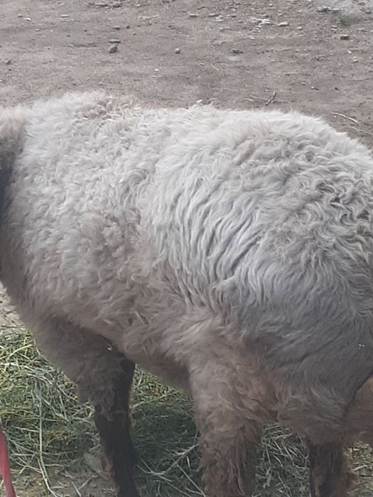 Yaxwi boqilgan qisir qoylar sotilad