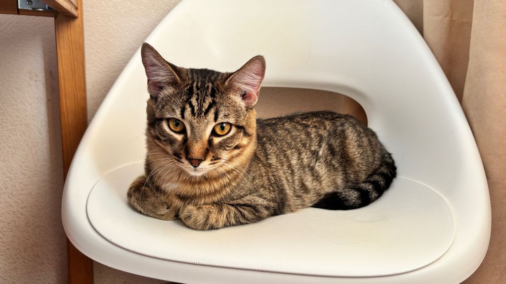 Молодой кот ищет свой дом