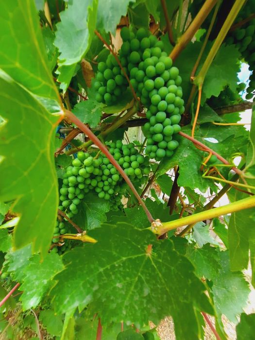 Продам дачу на Красном камне