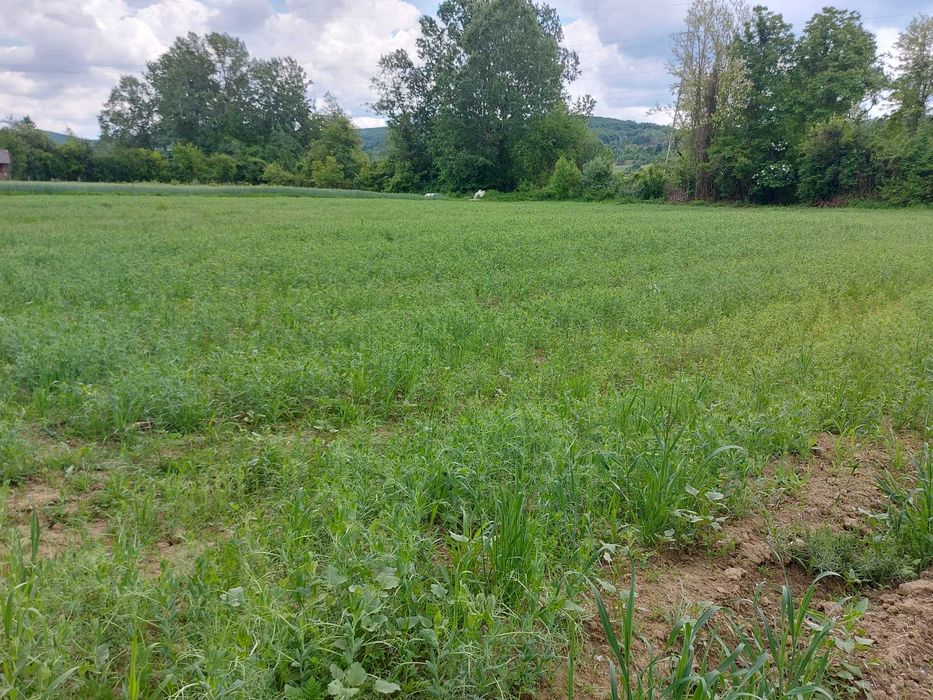 Teren intravilan, construibil, Vladimir-Andreesti, jud.Gorj 5390mp